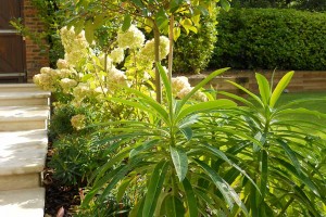 carol bridges garden design project in dorking