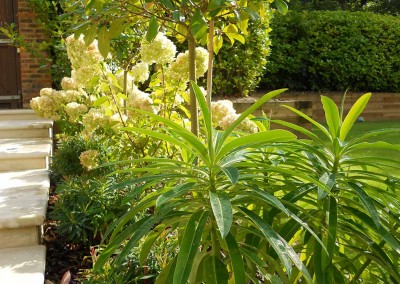carol bridges garden design project in dorking