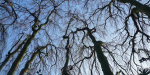 silhouette of trees against a blue sky used as a background for text describing Carol Bridge's design process