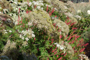 garden by carol bridges garden designer reigate surrey