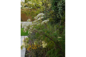 garden by carol bridges garden designer reigate surrey